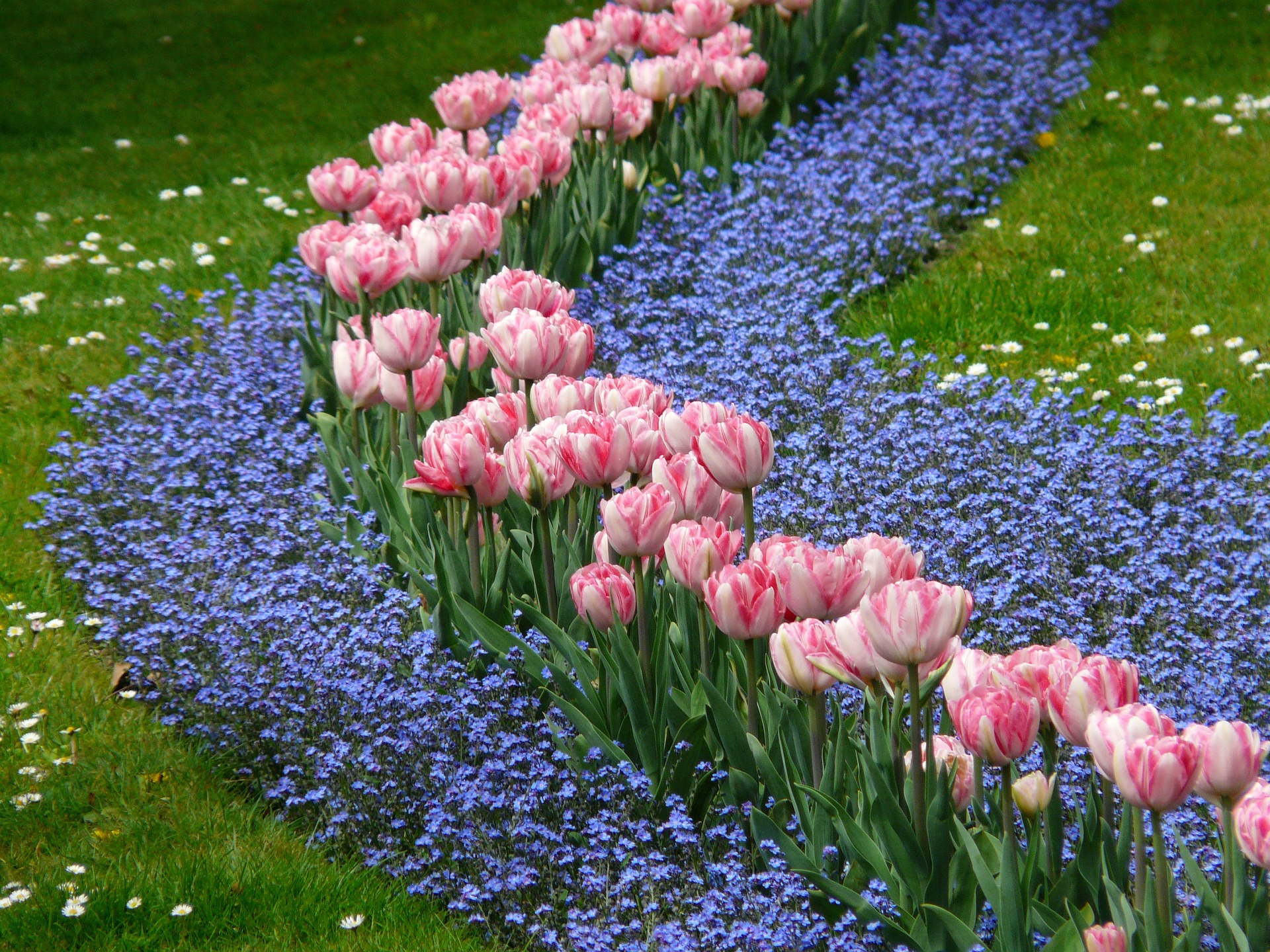 tulips-52136_1920.jpg